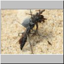 Pompilus cinereus - Wegwespe w51a mit Spinne - Sandgrube Niedringhaussee.jpg